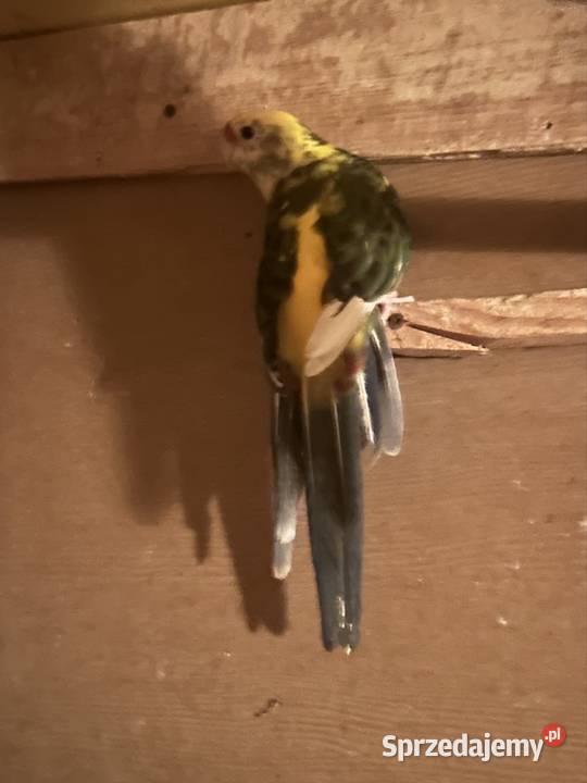 Sprzedam papugi rozelle Przemyśl