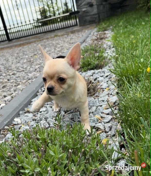 CHIHUAHUA PIĘKNA KREMOWA SUNIA Warszawa