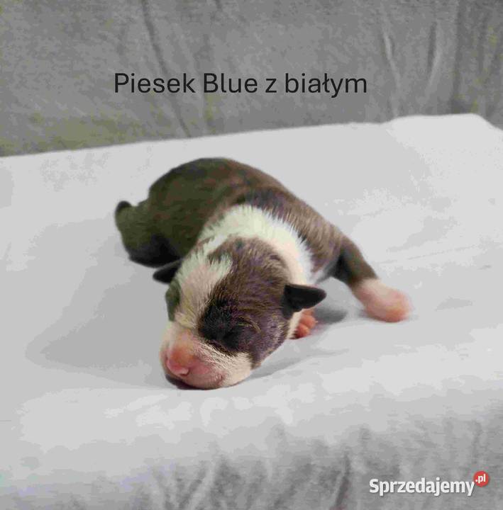 Szczeniaki American staffordshire terrier lubelskie