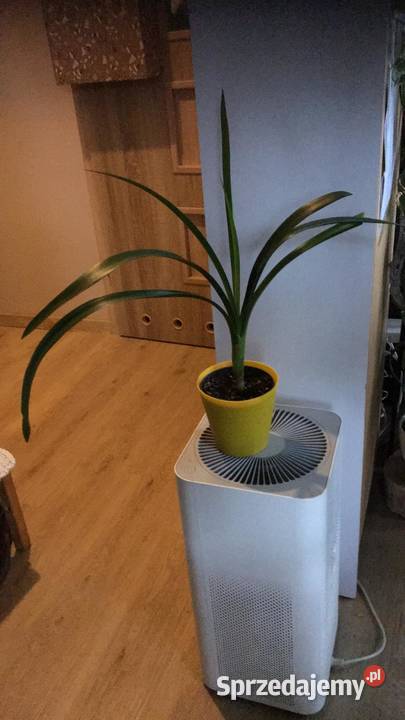 Kliwia kolekcjonerska Warszawa