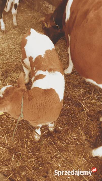 Byczek mięsny Rolnictwo Hajowniki