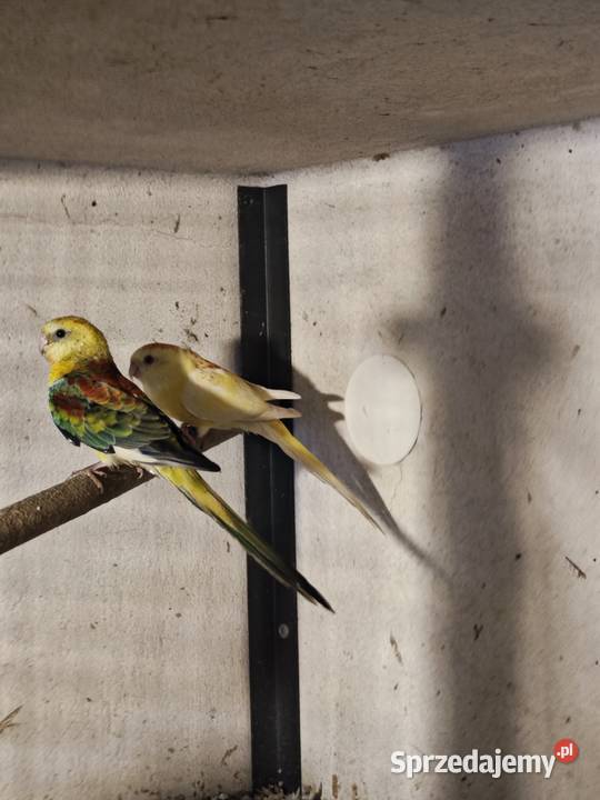 Papugi świergotki 2025 śląskie Kryry