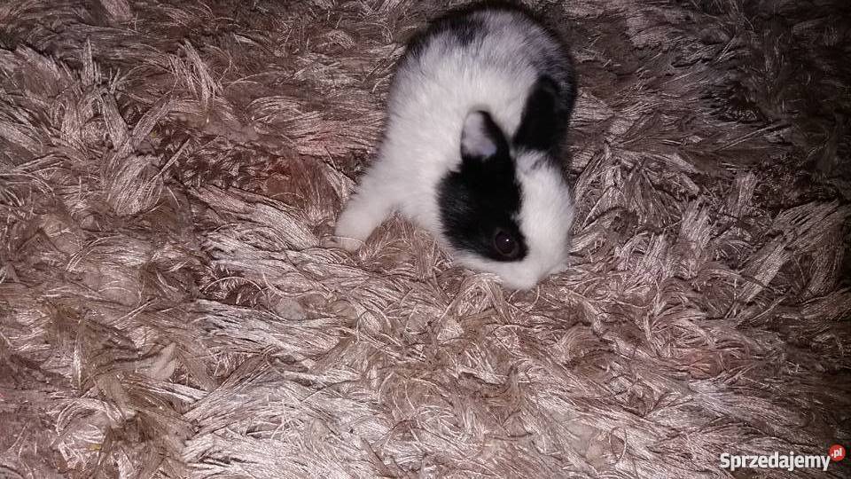 Króliki miniaturki rex Łódź