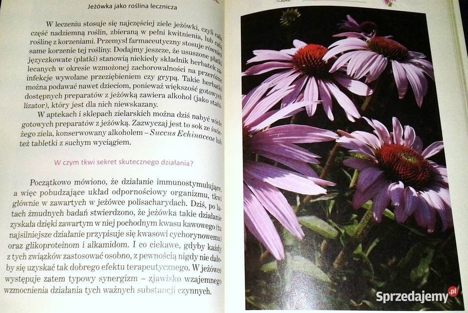 Ziołowa apteczka przeziębionych Zbigniew T Nowak