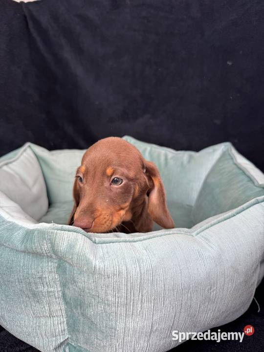 jamnik miniaturowy choco tan zachodniopomorskie Szczecin sprzedam