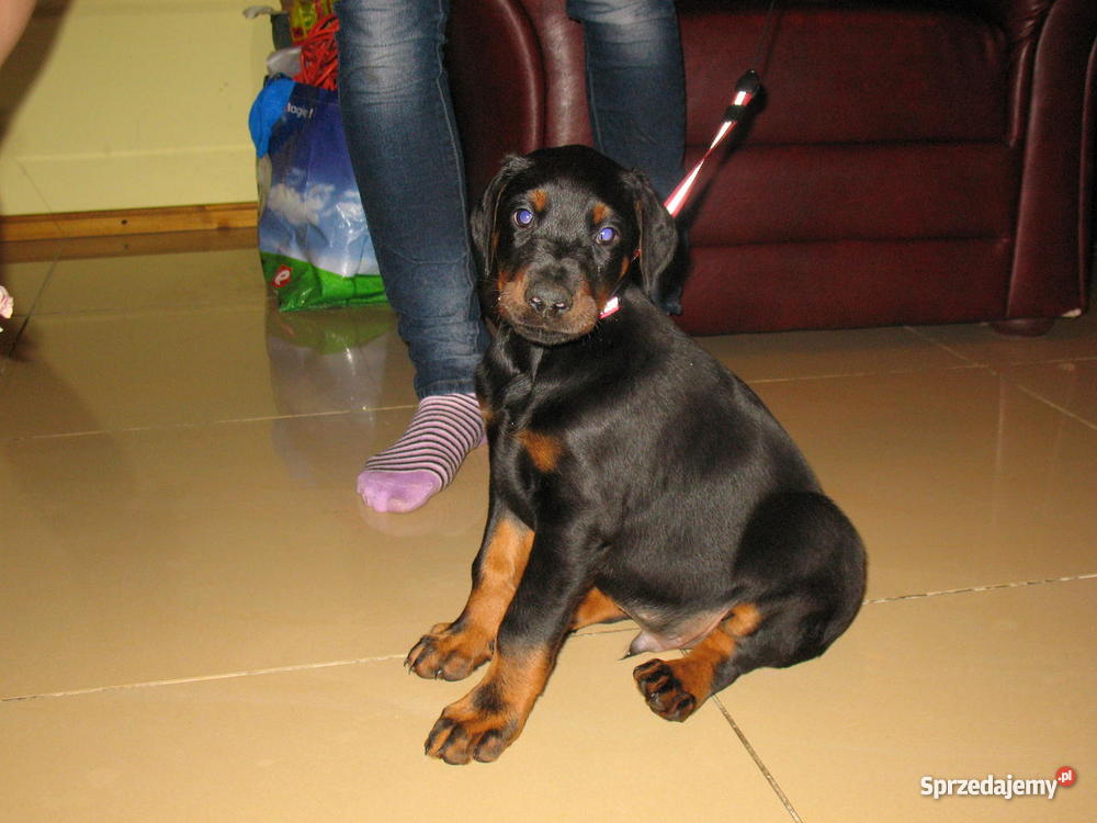 DOBERMAN SZCZENIAK MŁODE PIESEK SUKA SZCZENIAKI Gierów sprzedam