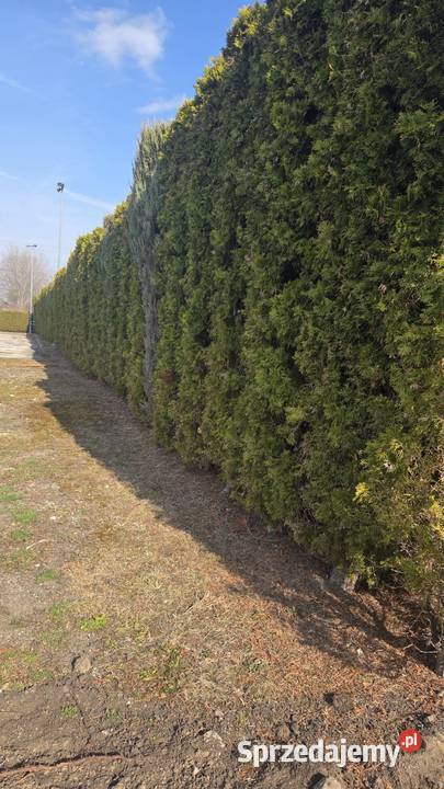 Tuja szmaragd duża ok 3 M Kielce