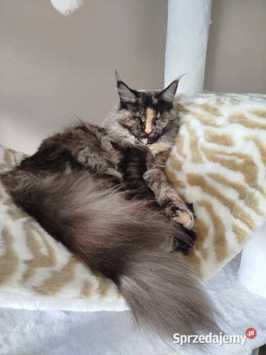 Kotka Hailey Maine Coon Szembruk