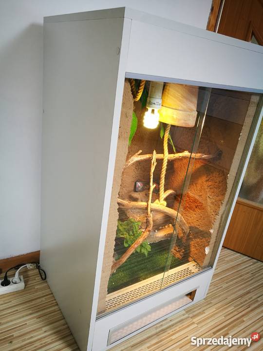 Kameleon jemeński terrarium kujawsko-pomorskie Włocławek