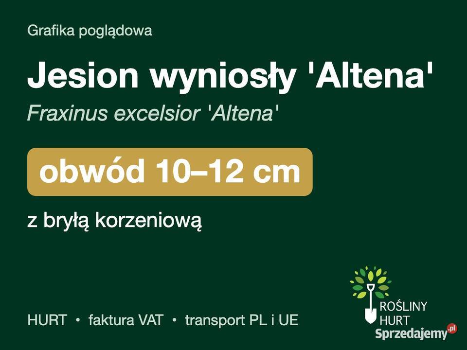 Jesion wyniosły Altena obwód 1012 z bryłą HURT