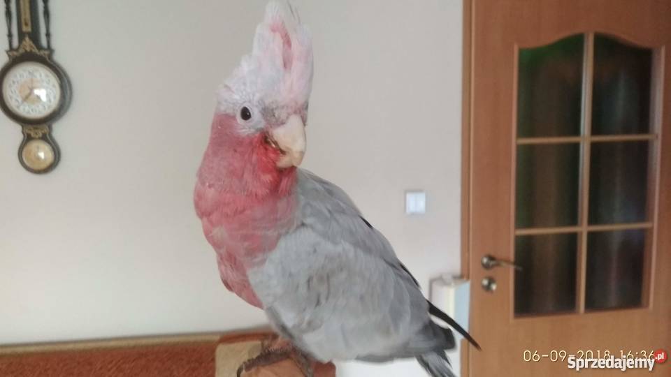 Sprzedam kakadu różową Ptaki