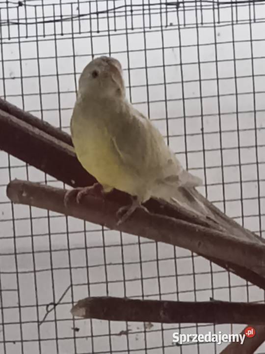 Papugi Dorosłe Ślask śląskie