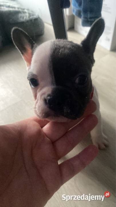 Buldog francuski Buldog kujawsko-pomorskie Bydgoszcz sprzedam