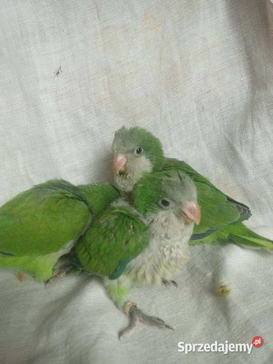 mnicha nizinna ręcznie karmiona Ptaki Żernica