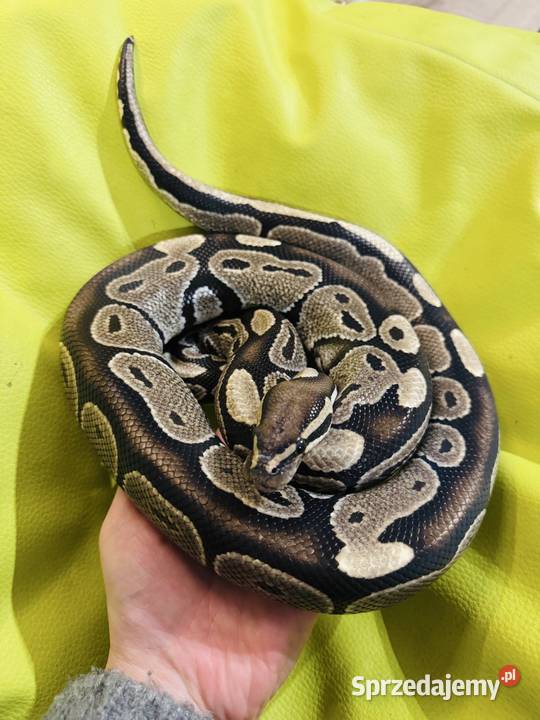 Dorosły samiec Pyton Królewski Classic śląskie Jastrzębie-Zdrój