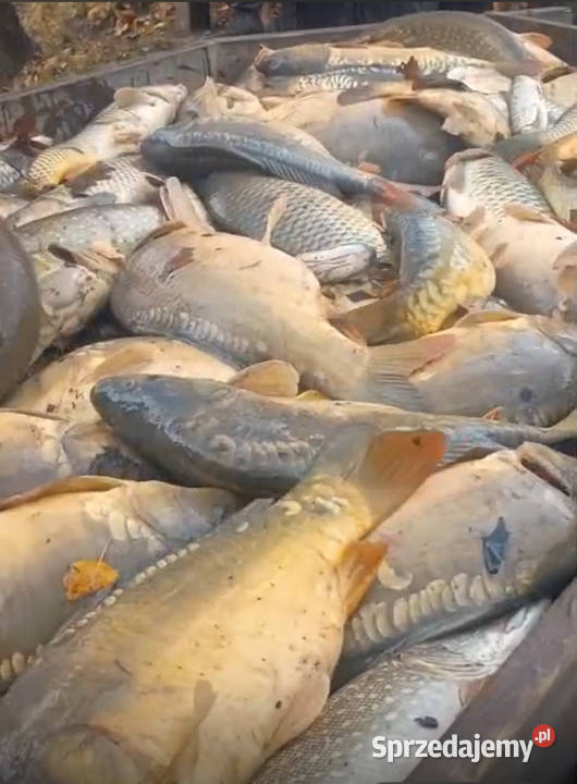 Karpie królewskie amury Pozostałe Pszczyna