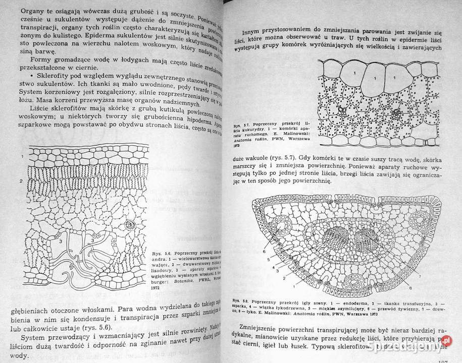 Świat roślin Cz 1234 Józef Prończuk Chełm