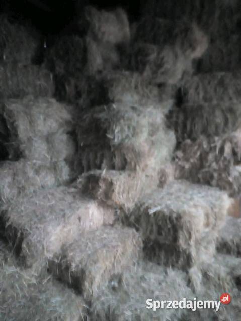 Sprzedam kostki siana świętokrzyskie Nowa Słupia sprzedam