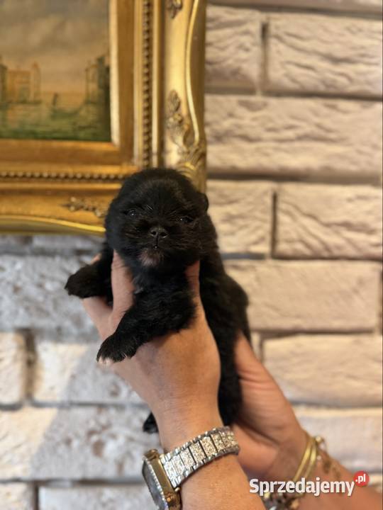 Szpic miniaturowy pomeranian boy