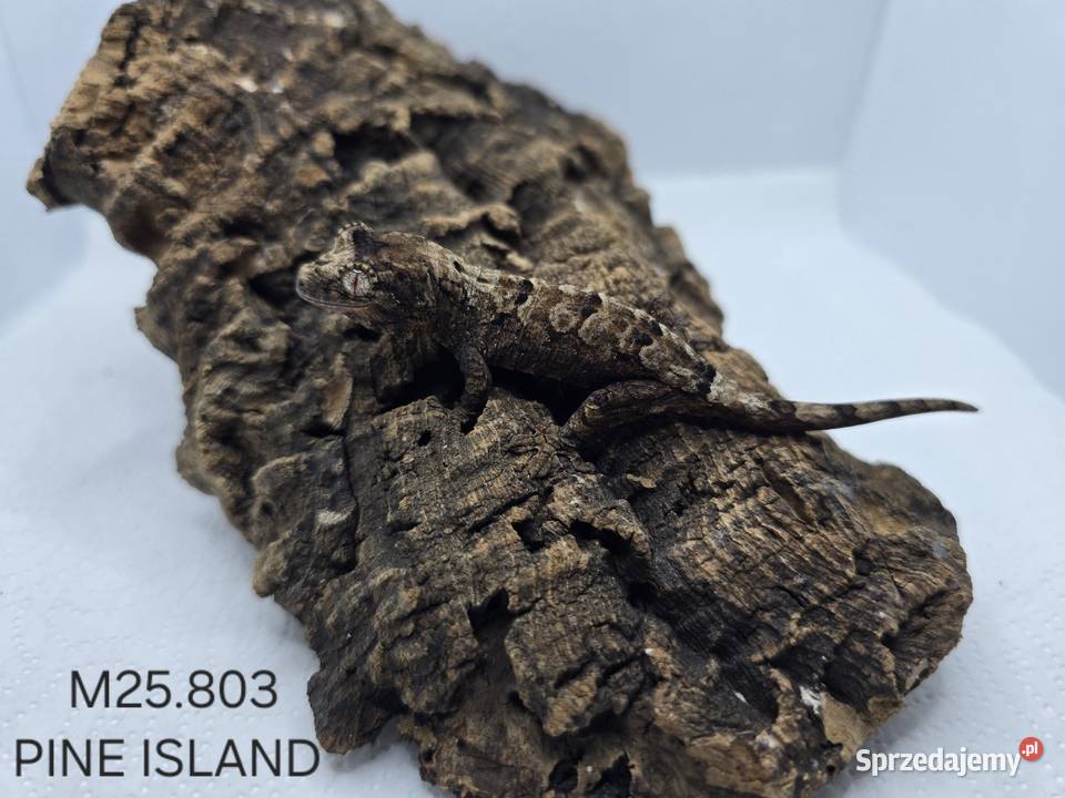 Gekon omszały Zawiercie