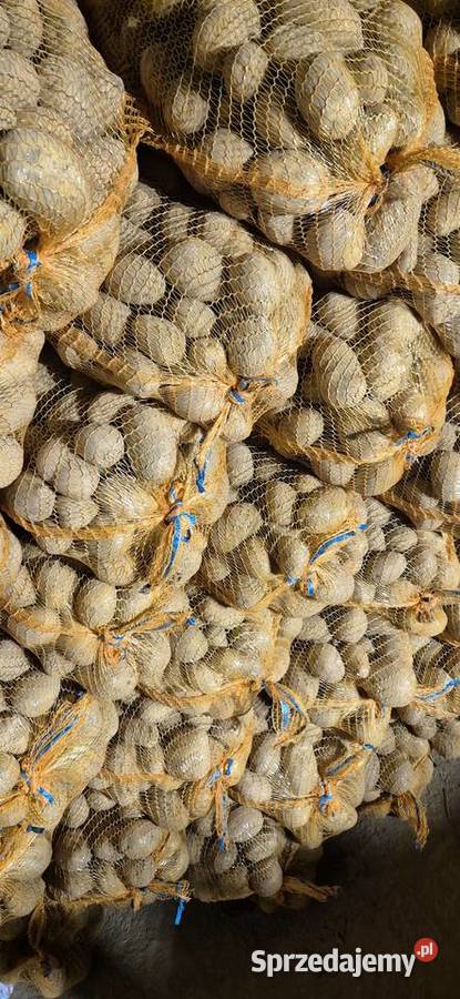 Ziemniaki soraya Miechów