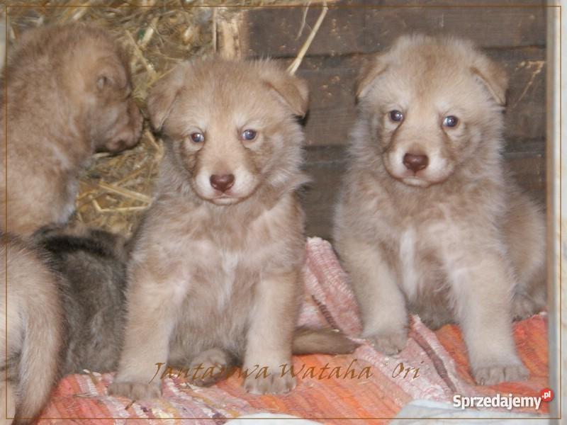 Wilczak Saarloosa szczenięta rodowodowe wielkopolskie Poznań