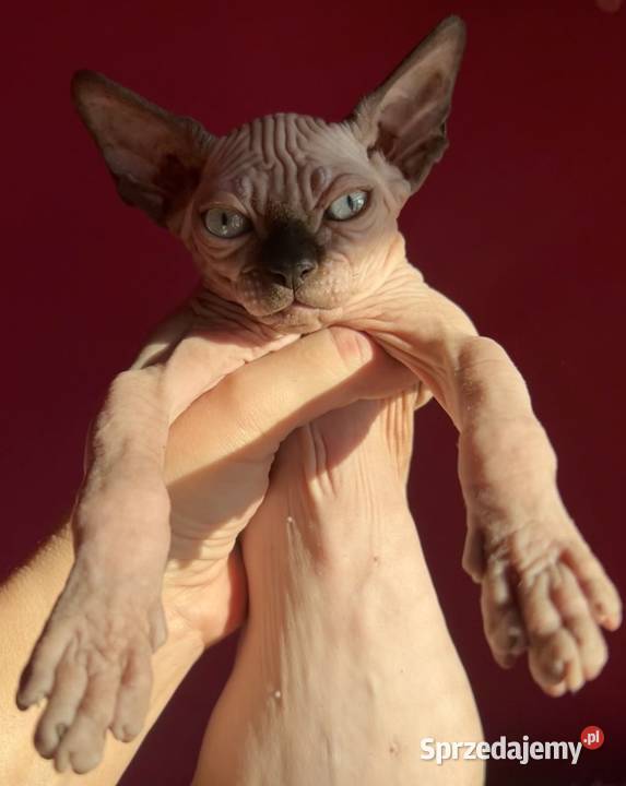 Przepiękne koty Płatna Adopcja Wwa Sosnowiec mazowieckie Warszawa sprzedam