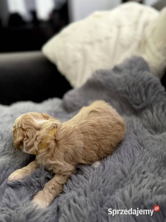 Maltipoo piękne dziewczynki Wadowice