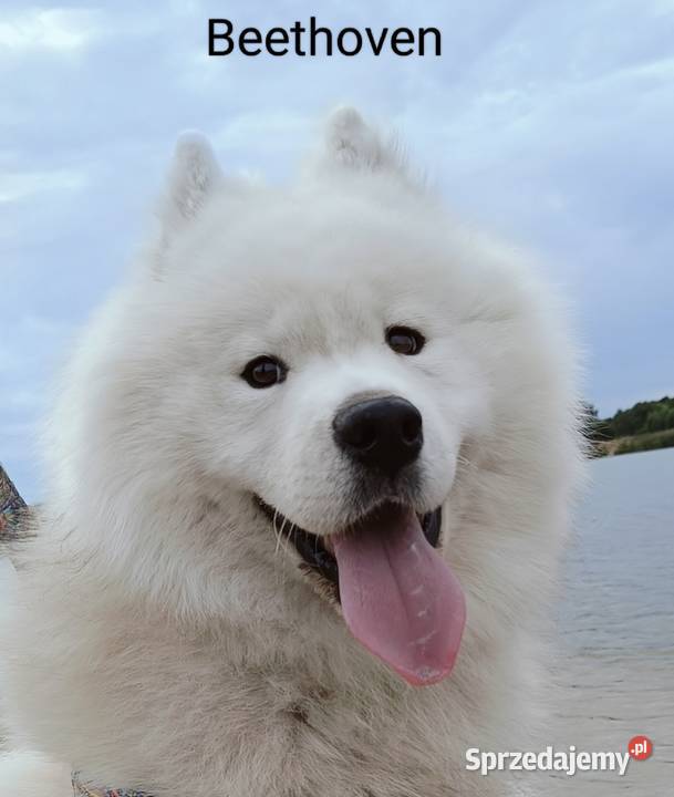 Samoyed reproduktor Pozostałe Olszówka sprzedam