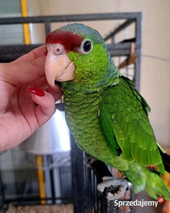 Amazonka liliogłowa oswojona ręcznie karmiona Ptaki Skokowa