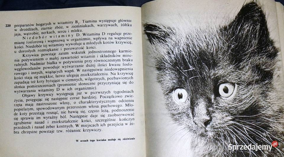 Koty nasze hobby A Konarska Szubska Książki i Podręczniki Chełm