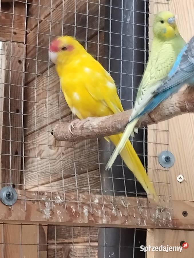 papuga modrolotka koza samiec Ptaki Sarnaki