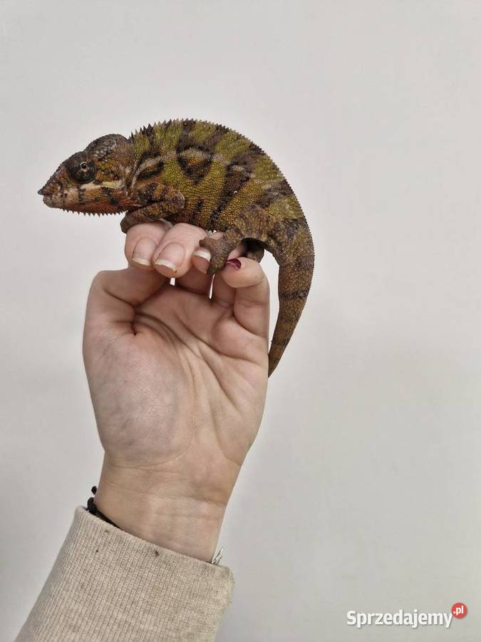 Kameleon Lamparci Ambilobe i Nosy Be samce i Oława