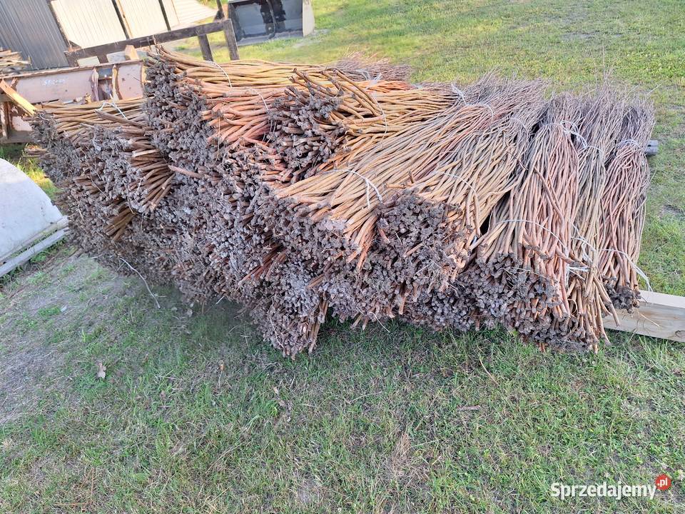 Wiklina sucha sortowana Leżajsk