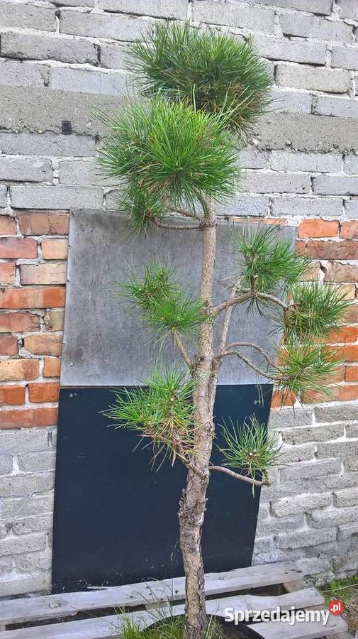 Ogrodowe Bonsai Sosna Czarna Mszczonów