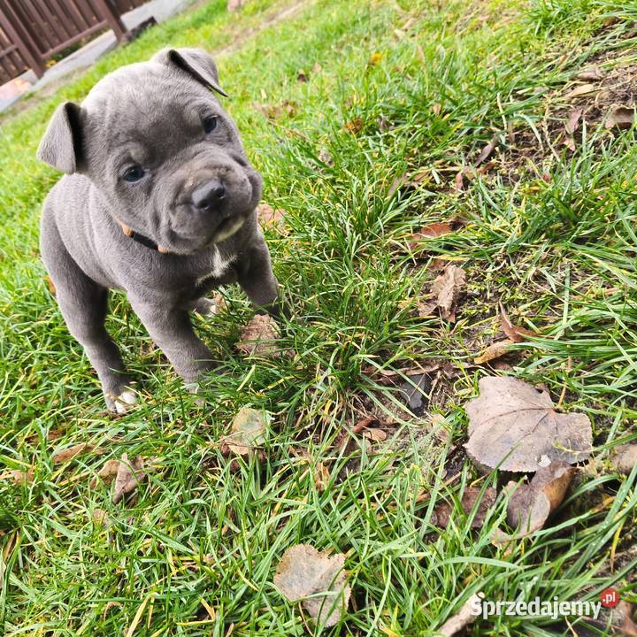 American Pitbull Terrier Żupawa sprzedam