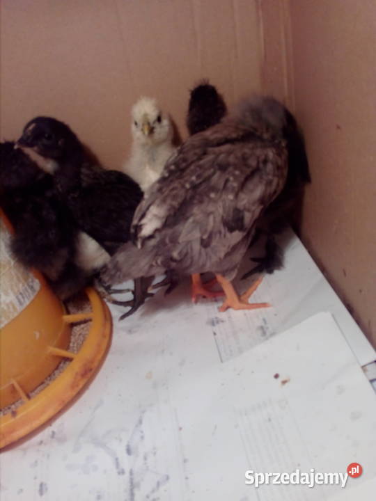 Sprzedam kurczątka Silka Jedwabista USA Dębica