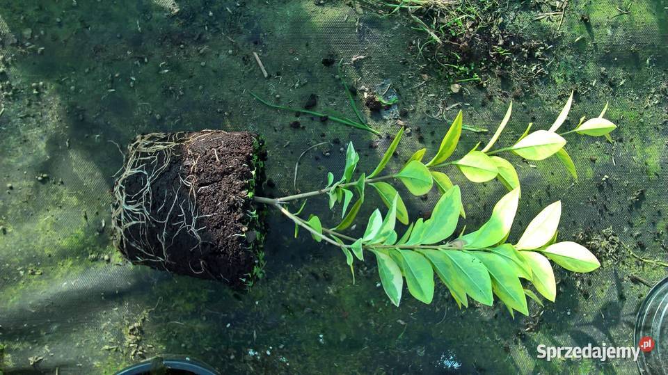 Ligustr Aurea Variegata Mszczonów