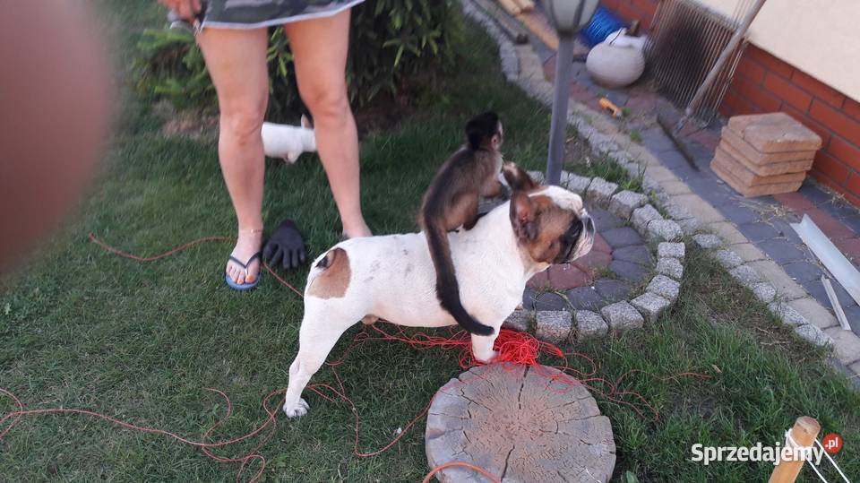 Sprzedam małpkę kapucynkę mazowieckie Duczki