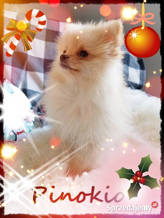 Szpic Miniaturowy Idealne Perełki Różne Kolory sprzedam