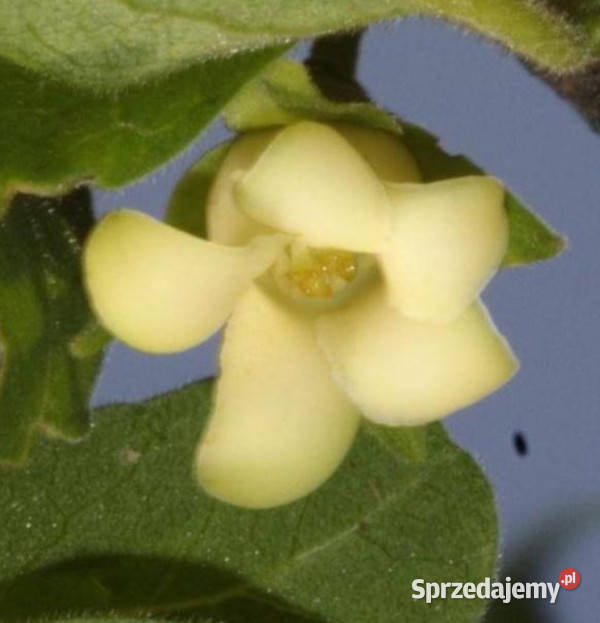 HURMA KAKI MELANOXYLON Diospyros melanoxylon Lubanie