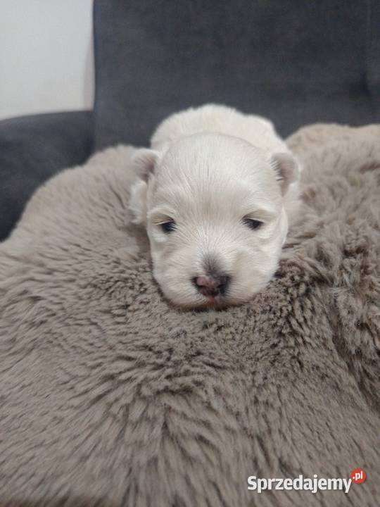 west highland white terrier suczka z rodowodami