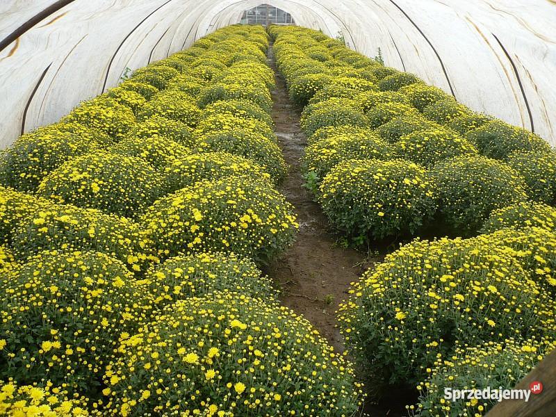 Chryzantemy Doniczkowe Drobnokwiatowe Kraków Niepołomice sprzedam