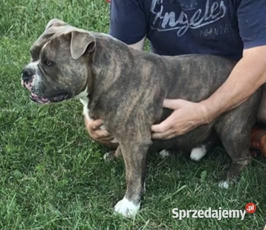 American Bully mazowieckie sprzedam