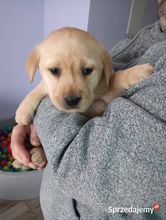 Labrador Retriever z Rodowodem Przemęt sprzedam