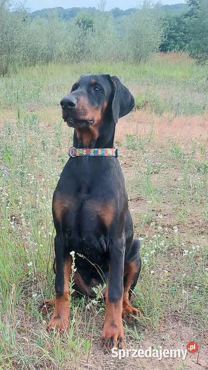 Doberman FCI Cudowny chłopczyk Szczecin