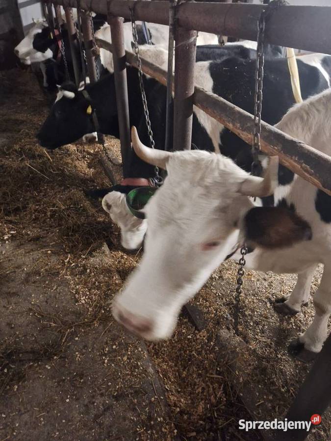 LIKWIDACJA STADA Myszyniec