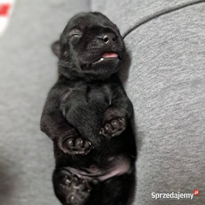 Sznaucer średni pieprz i sól Sznaucer Swarzędz