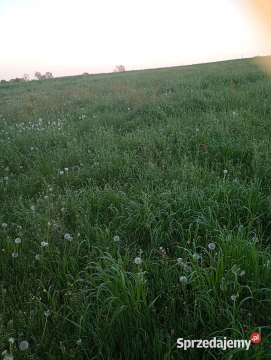 Sprzedam trawę do belowania Szczuczyn