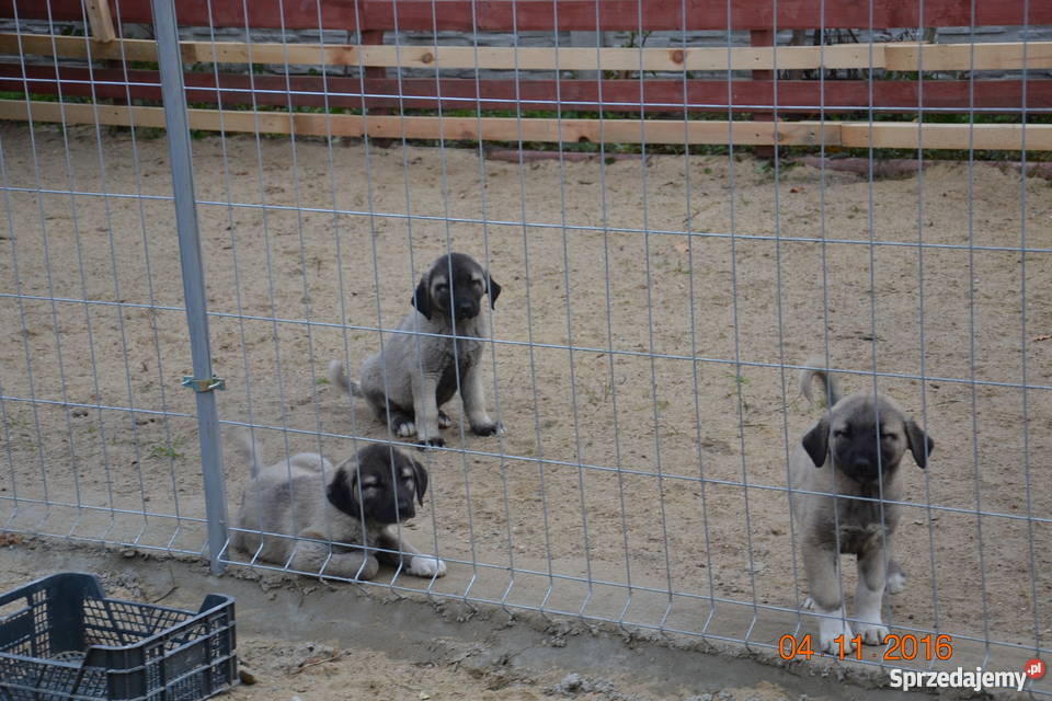 kangal anatolian ZKwP FCI piesek sprzedam